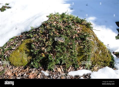 Creeping juniper hi-res stock photography and images - Alamy