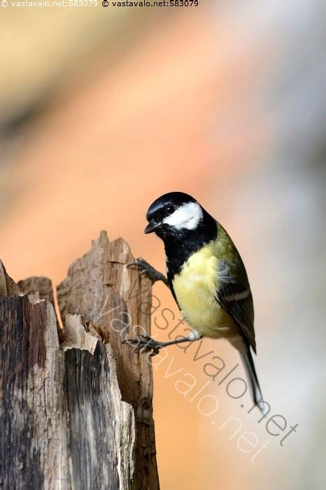 Kuva Talitiainen Parus Major Tiainen Tiaiset Lintu Linnut Pikkulintu