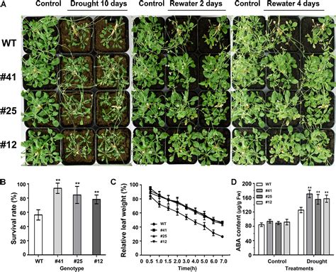 Frontiers Gmwrky Enhances Drought And Salt Tolerance Through An Aba