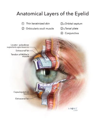 Ocular Anatomy Lecture Eyelid Flashcards Quizlet