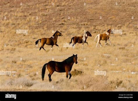 wild Mustangs in the Nevada desert, USA Stock Photo - Alamy