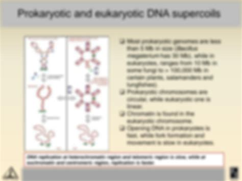 Solution Dna Replication In Eukaryotes Studypool