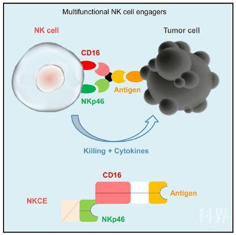 Cell ： 靶向nkp46的多功能抗体可激活nk细胞的抗肿瘤免疫 学术资讯 科技工作者之家