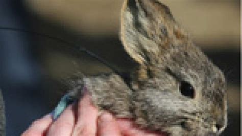 Rabbit plague feared | SBS News