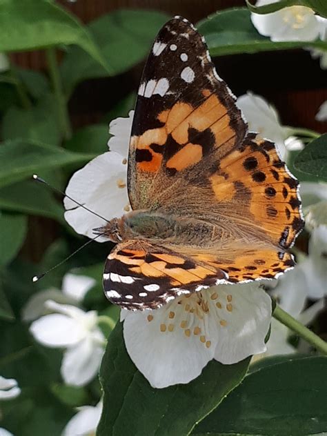 Painted Lady from Цивильск Чувашская Респ Россия on May 30 2023 at