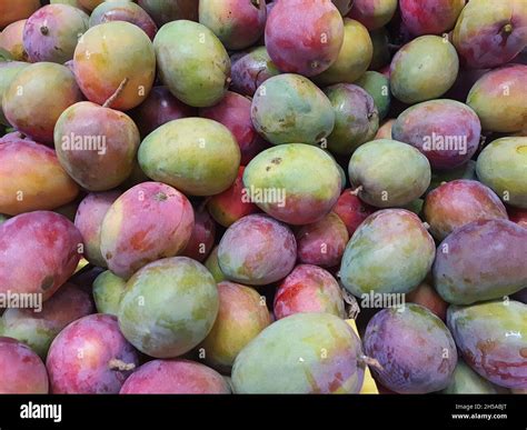 Mango Tommy Atkins In A Market Full Screen Stock Photo Alamy