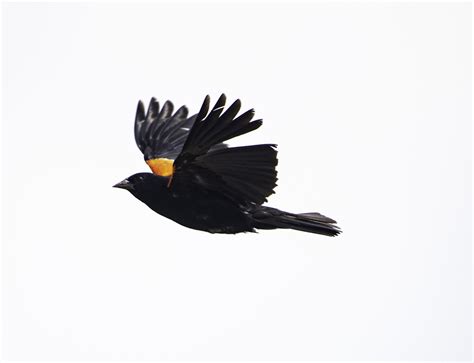 Red Winged Blackbird In Full Flight Image Free Stock Photo Public