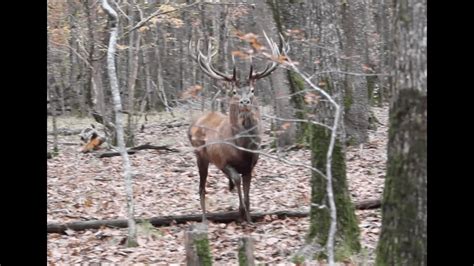 Chasse Aux Gros Gibiers En Sologne YouTube