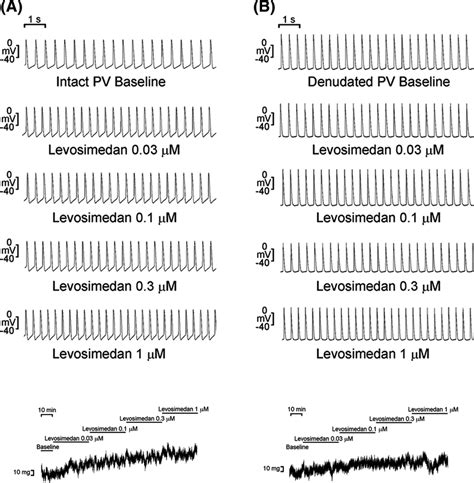 Effects Of Levosimendan On Isolated Pulmonary Veins Pvs With