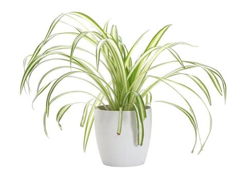 4 Spider Plant Benefits (Plus, How to Make Sure They Thrive) – PureWow