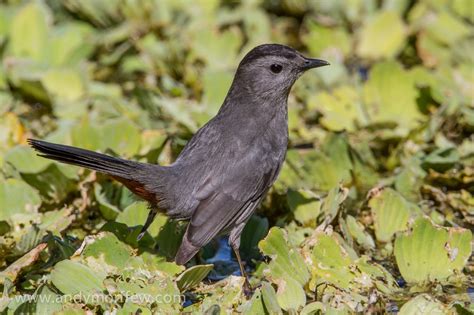 "The Gray Catbird: Nesting, Mating, and Feeding Habits