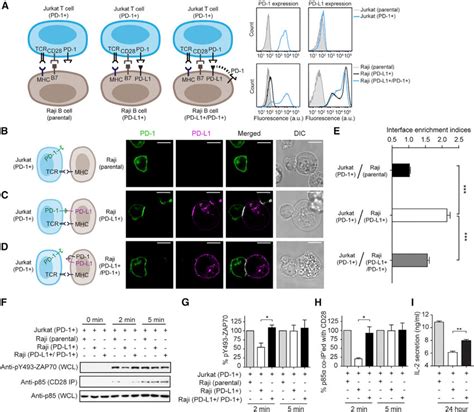 Co Expression Of Pd 1 With Pd L1 On Apcs Inhibits Pd 1 Signaling In T