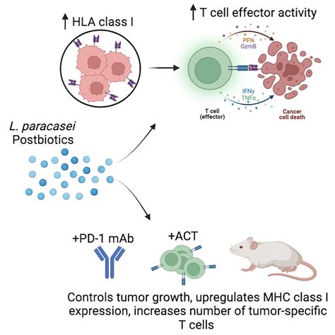 Sensitizing Cancer Cells To Immune Checkpoint Inhibitors By Microbiota