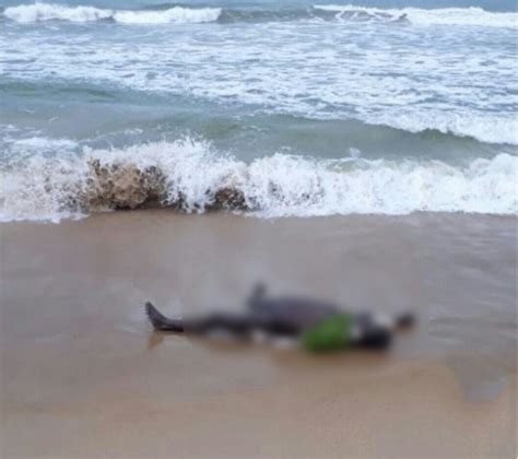 Bravo News Corpo marcas de tiros é encontrado boiando no mar da