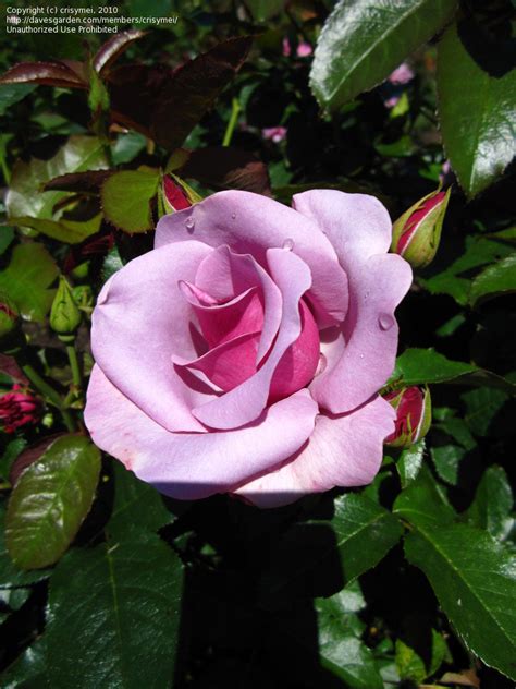 Роза Блуберри Фото И Описание – Telegraph