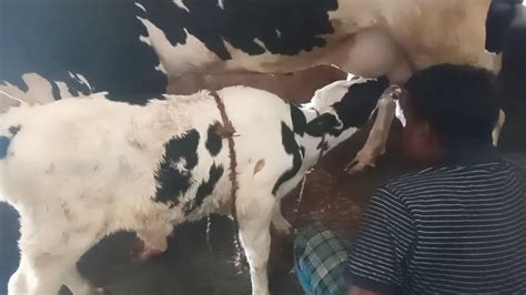 How To Cow Milk By Hand Cow Milking Video গোরুর দুধ দোয়ানো ভিডিও