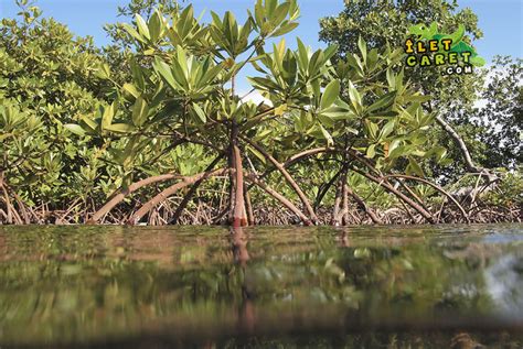 La Mangrove - Milieu naturel, Préservation et Écotourisme