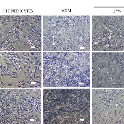 Toluidine Blue Staining Of Bmscs Chondrocytes Icim And Tested Groups