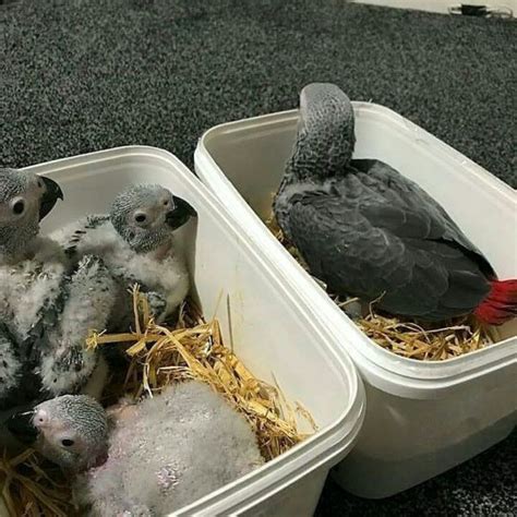 Baby African Grey Parrots Available – Terry's Parrot Farm