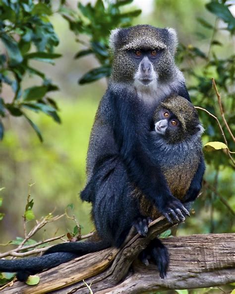 Project Noah | Networked Organisms And Habitats | Baby animals, Cute ...