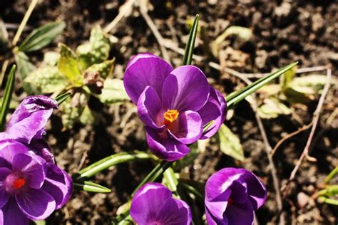 Purple Yellow Spring Flowers Stock Photos Royalty Free Purple Yellow