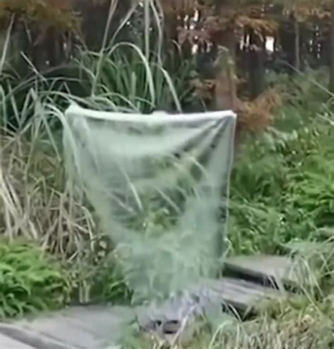 Chinese Scientists Have Created A Real Invisibility Cloak News