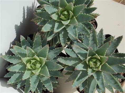 Aloe Brevifolia Mill Plants Of The World Online Kew Science