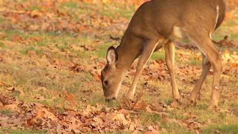 Missouri Hunters Harvested Fewer Deer In 2024 Firearms Season Than In