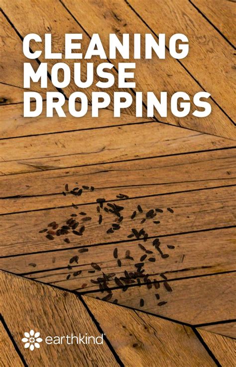 How to clean mouse droppings – Artofit