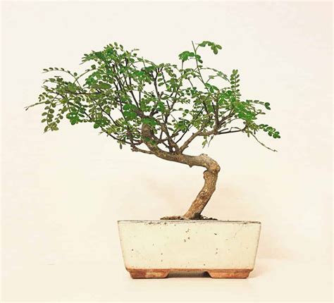 Chinese Pepper Bonsai Care Guide Varieties Tips And More