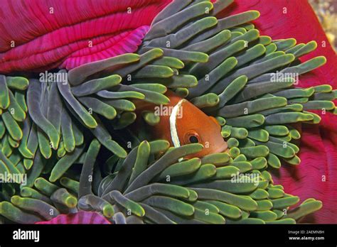 Maldives Poisson Clown Amphiprion Nigripes Vit En Symbiose Avec L