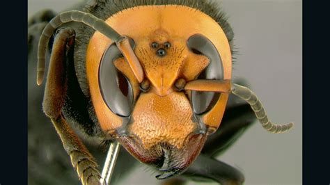 Killer Hornets Sting At Least 19 People To Death In China Cnn