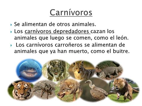 De qué se alimentan los animales YouTube