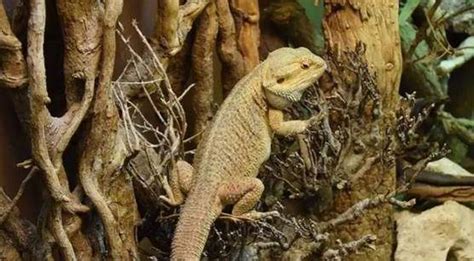 11 Best Reptile Climbing Branches Logs Or Trees Pet Care Advisors