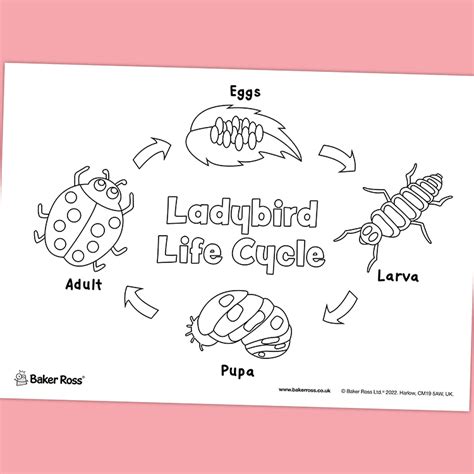 Ladybird Life Cycle Craft Activity Guide Baker Ross