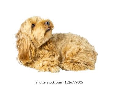 Cockapoo Isolated On White Background Images Stock Photos