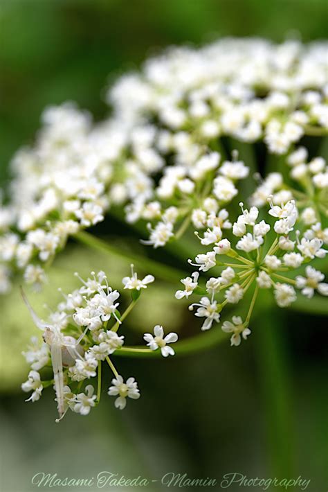 Aegopodium Podagraria L Ground Elder Bishop S Weed Goutweed Herb