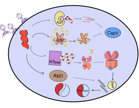 Frontiers The Arms Race Between Bacteria Cbass And Bacteriophages