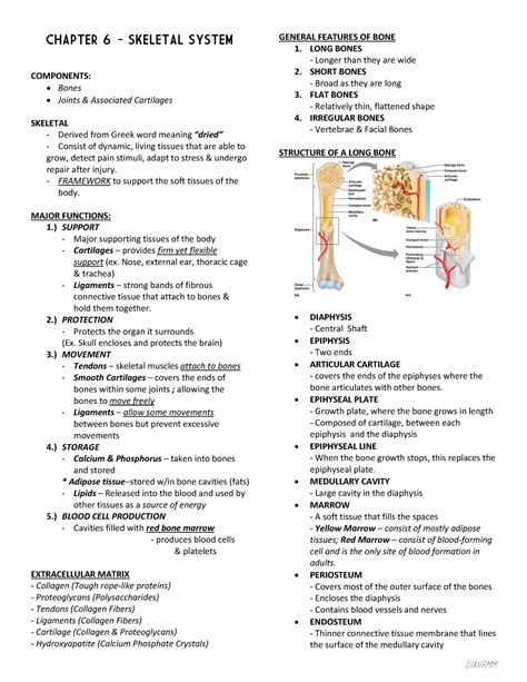 Skeletal Muscle Anatomy Muscular System Anatomy Human Body Anatomy