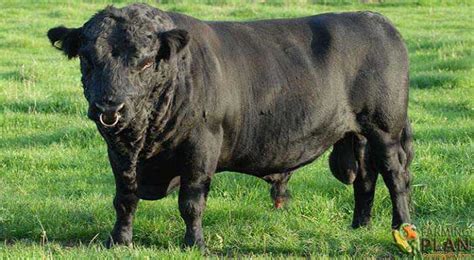 Dexter Cattle: Smallest Of The European Breeds - Farming Plan