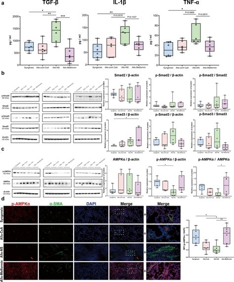 Potential Mechanism Of The Antifibrotic Effect Of Metformin On CLAD A