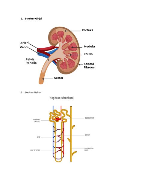 Struktur Ginjal Struktur Ginjal Struktur Nefron Kelainan Pada Ginjal