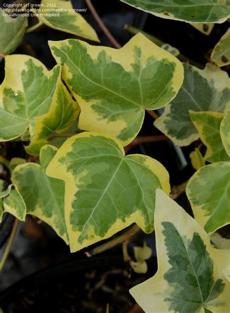 Plantfiles Pictures English Ivy Common Ivy Gold Child Hedera Helix