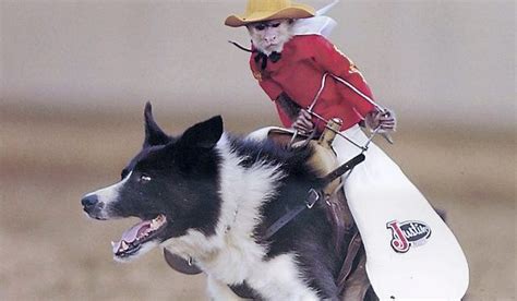 Dog-riding rodeo monkey riles animal rights group