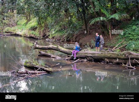 Platypus hi-res stock photography and images - Alamy