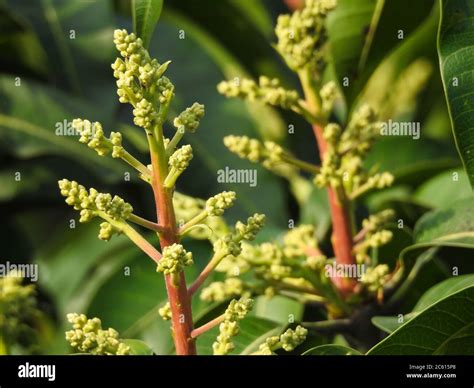 Mangifera Indica Commonly Known As Mango A Shot Of Fruit Bearing Tree