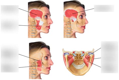 Muscles Of Mastication Diagram Quizlet