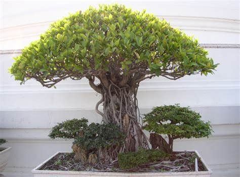 Cara Membuat Bonsai Beringin News Articles Granit Tile Bahan