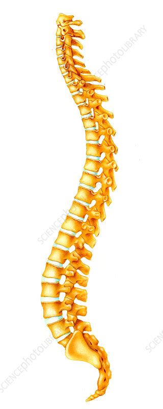 Spinal Column Illustration Stock Image C052 3228 Science Photo