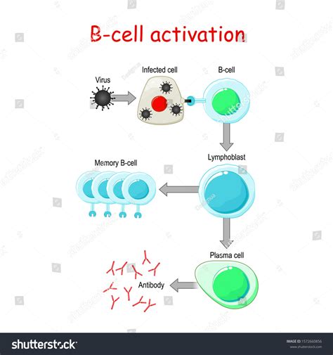 B Cells Activation Bcell Lymphocytes White Vector De Stock Libre De